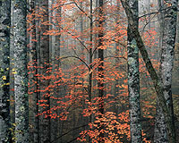 Blue Ridge Parkway, North Carolina