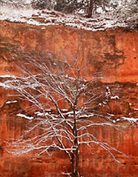 Winter Tree and Canyon, Oklahoma