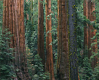 Tranquil scenes of trees and the American woods