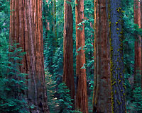 Sequoia National Park, California