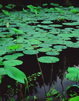 Lilly Pads, Oklahoma