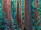 Tranquil scenes of trees and the American woods