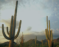 Saguaro National Park, Arizona